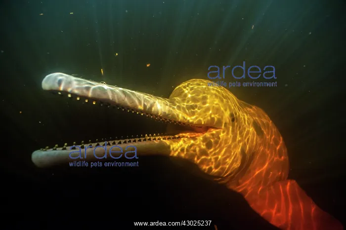 : AMAZON PINK DOLPHIN Amason River Dolphin, Boto, Inia geo : AMAZON PINK DOLPHIN Amason River Dolphin, Boto, Inia geo