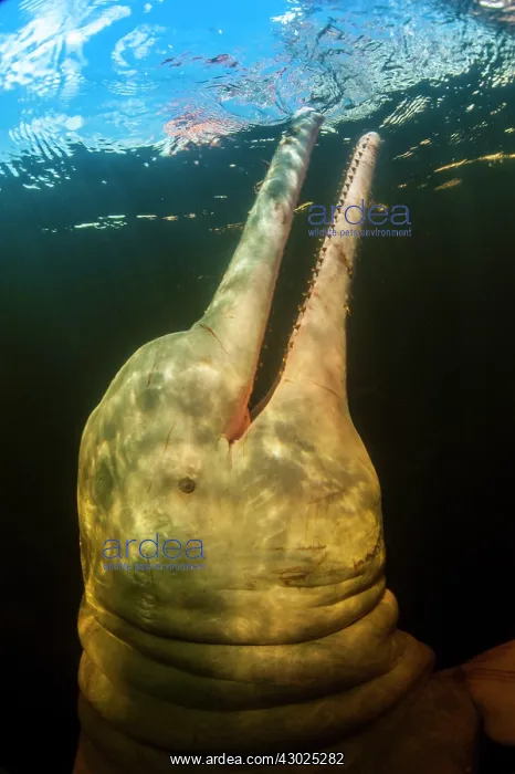 : AMAZON PINK DOLPHIN Amason River Dolphin, Boto, Inia geo : AMAZON PINK DOLPHIN Amason River Dolphin, Boto, Inia geo