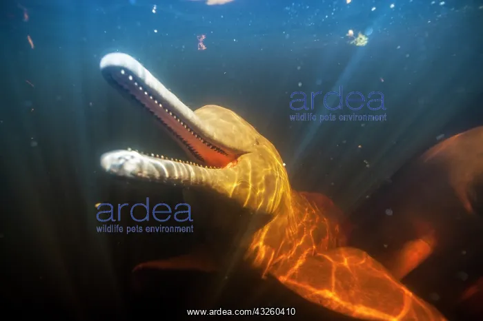 : AMAZON PINK DOLPHIN Amason River Dolphin, Boto, Inia geo : AMAZON PINK DOLPHIN Amason River Dolphin, Boto, Inia geo