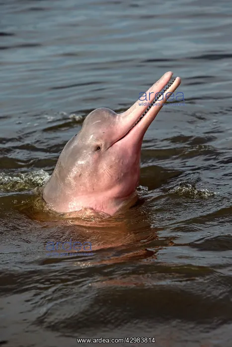 : Amazon / Pink River Dolphin / Boto : Amazon / Pink River Dolphin / Boto