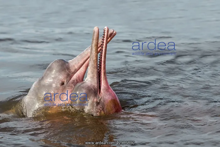 : Amazon / Pink River Dolphin / Boto : Amazon / Pink River Dolphin / Boto