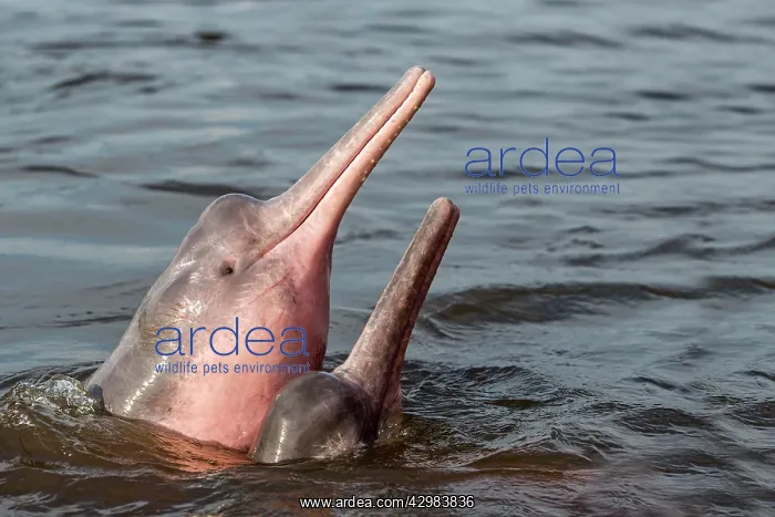 : Amazon / Pink River Dolphin / Boto : Amazon / Pink River Dolphin / Boto