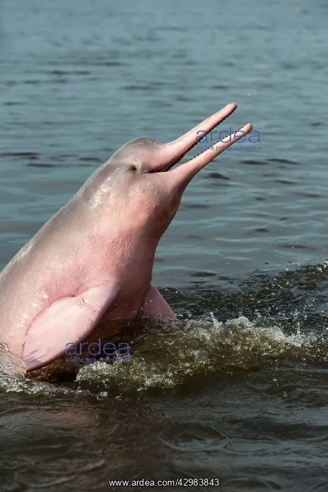 : Amazon / Pink River Dolphin / Boto : Amazon / Pink River Dolphin / Boto