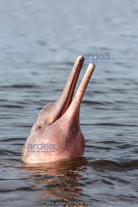 : Amazon / Pink River Dolphin / Boto : Amazon / Pink River Dolphin / Boto