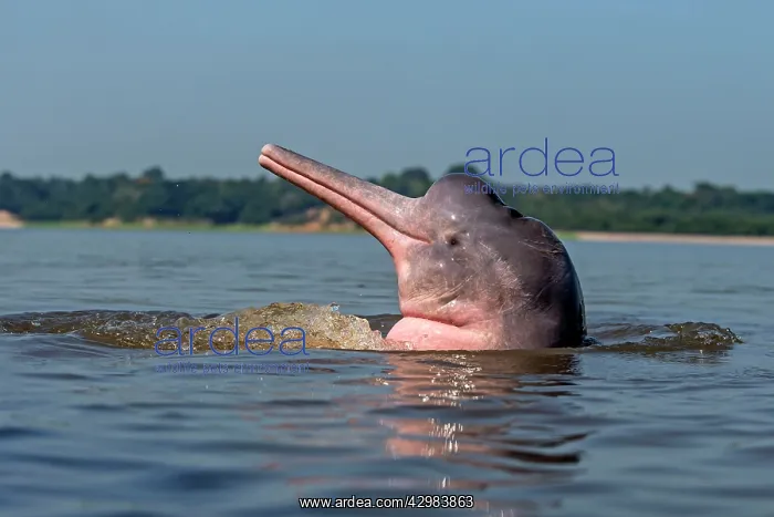 : Amazon / Pink River Dolphin / Boto : Amazon / Pink River Dolphin / Boto