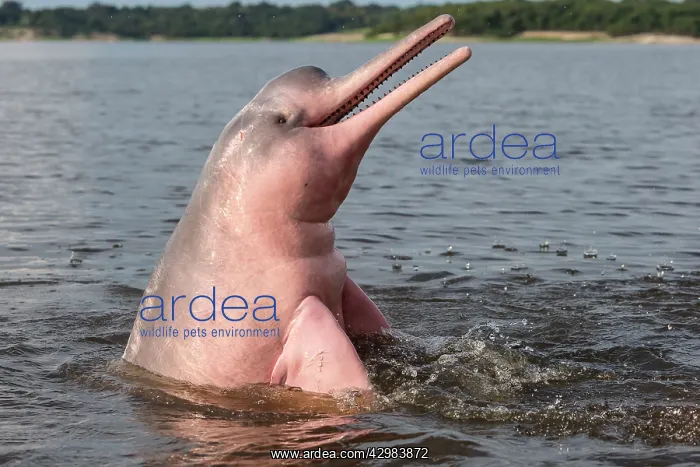 : Amazon / Pink River Dolphin / Boto : Amazon / Pink River Dolphin / Boto