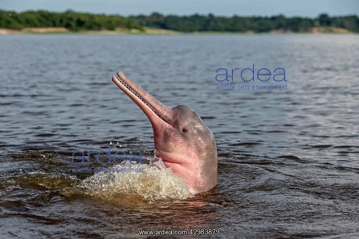 : Amazon / Pink River Dolphin / Boto : Amazon / Pink River Dolphin / Boto
