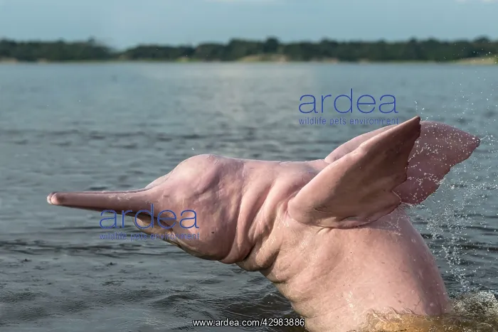 : Amazon / Pink River Dolphin / Boto : Amazon / Pink River Dolphin / Boto