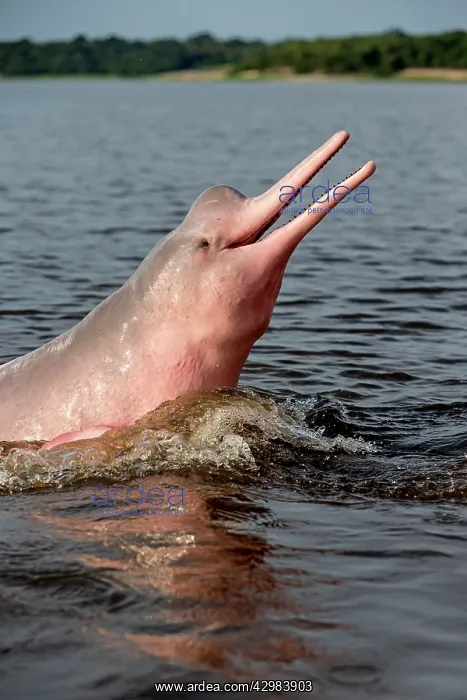 : Amazon / Pink River Dolphin / Boto : Amazon / Pink River Dolphin / Boto