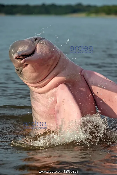 : Amazon / Pink River Dolphin / Boto : Amazon / Pink River Dolphin / Boto