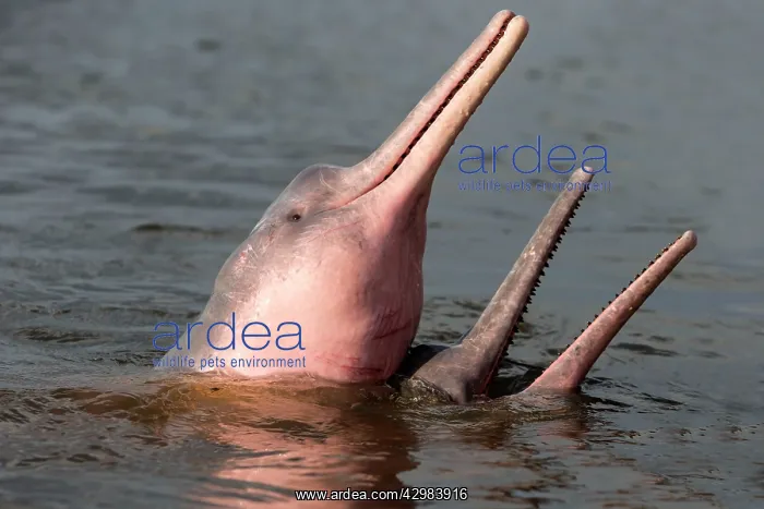 : Amazon / Pink River Dolphin / Boto : Amazon / Pink River Dolphin / Boto
