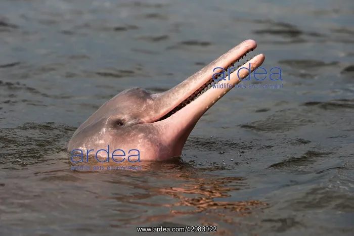 : Amazon / Pink River Dolphin / Boto : Amazon / Pink River Dolphin / Boto