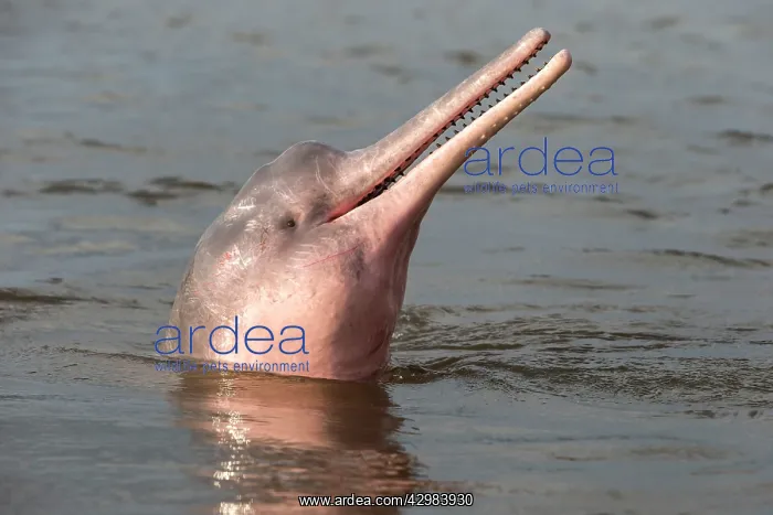 : Amazon / Pink River Dolphin / Boto : Amazon / Pink River Dolphin / Boto