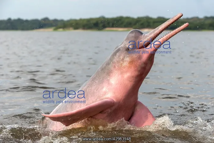 : Amazon / Pink River Dolphin / Boto : Amazon / Pink River Dolphin / Boto