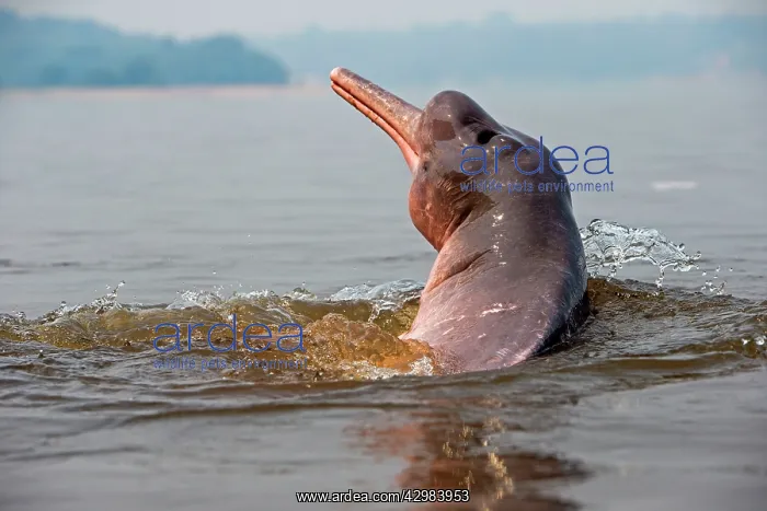 : Amazon / Pink River Dolphin / Boto : Amazon / Pink River Dolphin / Boto