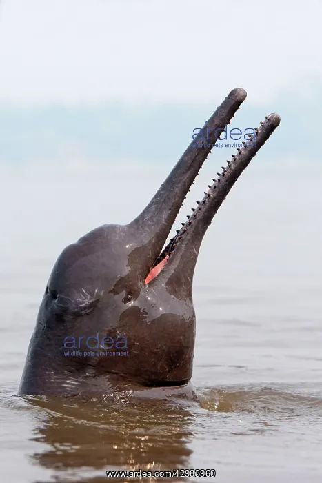 : Amazon / Pink River Dolphin / Boto : Amazon / Pink River Dolphin / Boto