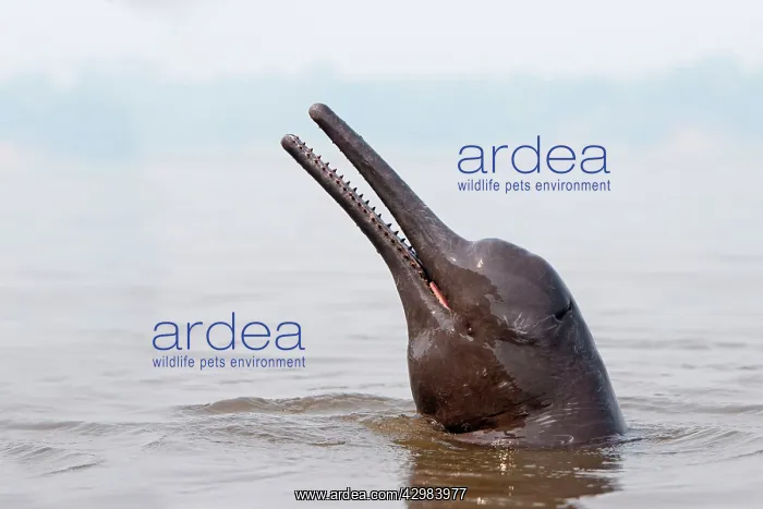 : Amazon / Pink River Dolphin / Boto : Amazon / Pink River Dolphin / Boto