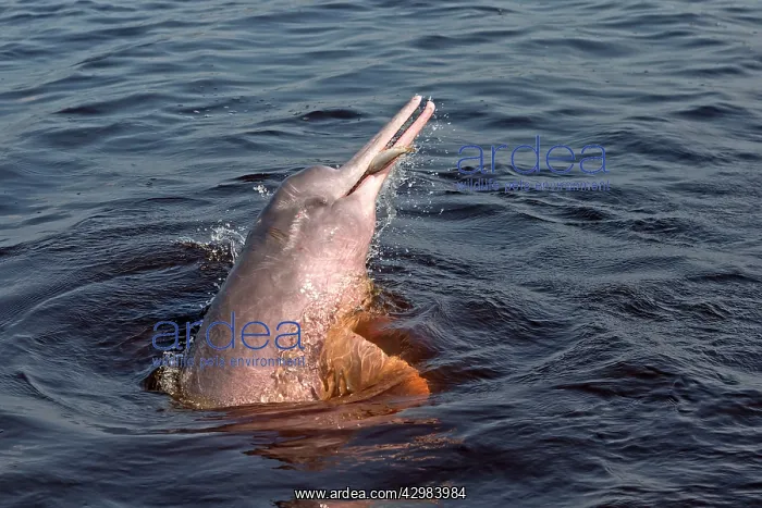 : Amazon / Pink River Dolphin / Boto : Amazon / Pink River Dolphin / Boto