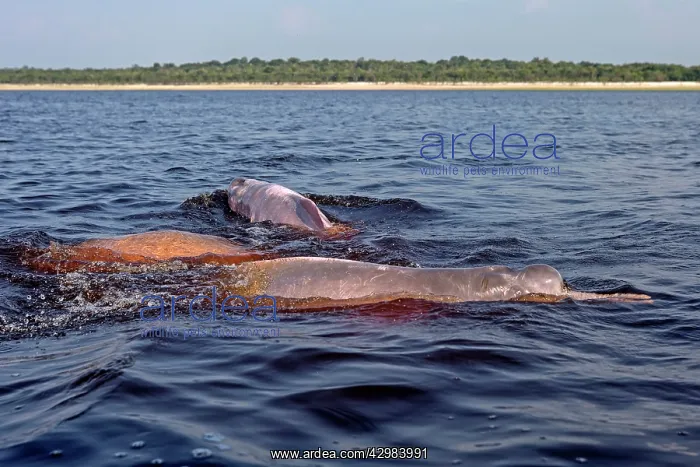 : Amazon / Pink River Dolphin / Boto : Amazon / Pink River Dolphin / Boto