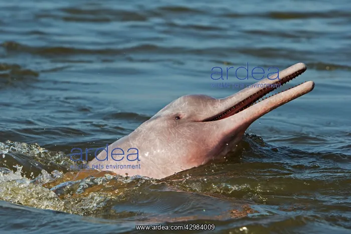 : Amazon / Pink River Dolphin / Boto : Amazon / Pink River Dolphin / Boto