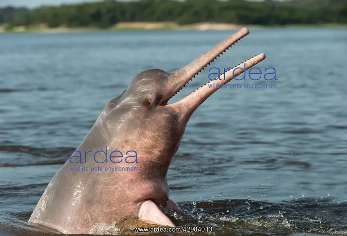 : Amazon / Pink River Dolphin / Boto : Amazon / Pink River Dolphin / Boto