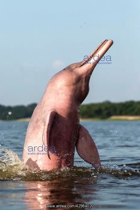 : Amazon / Pink River Dolphin / Boto : Amazon / Pink River Dolphin / Boto