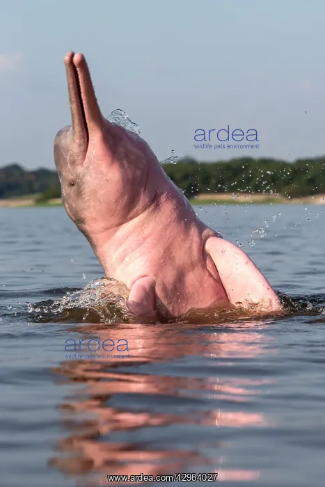 : Amazon / Pink River Dolphin / Boto : Amazon / Pink River Dolphin / Boto