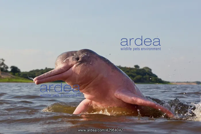 : Amazon / Pink River Dolphin / Boto : Amazon / Pink River Dolphin / Boto