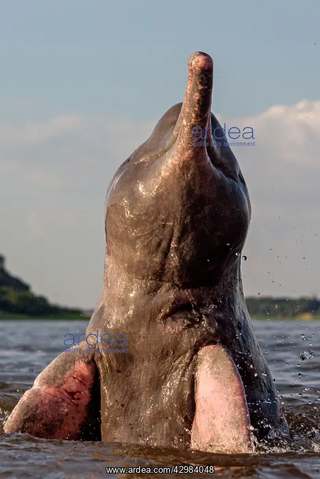 : Amazon / Pink River Dolphin / Boto : Amazon / Pink River Dolphin / Boto