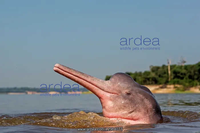: Amazon / Pink River Dolphin / Boto : Amazon / Pink River Dolphin / Boto