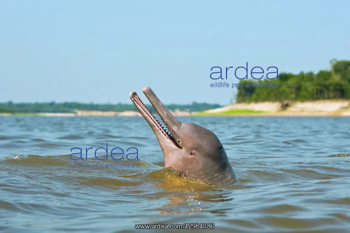 : Amazon / Pink River Dolphin / Boto : Amazon / Pink River Dolphin / Boto