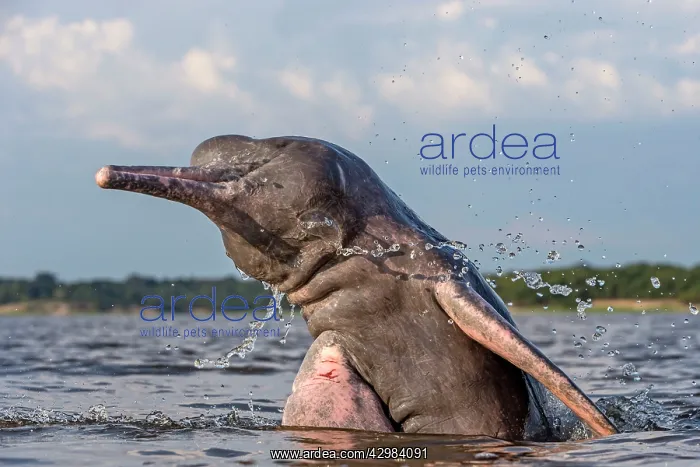 : Amazon / Pink River Dolphin / Boto : Amazon / Pink River Dolphin / Boto