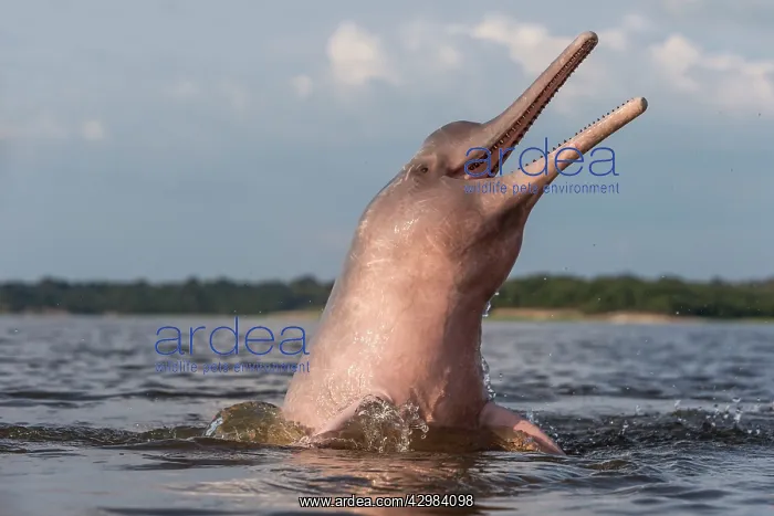 : Amazon / Pink River Dolphin / Boto : Amazon / Pink River Dolphin / Boto