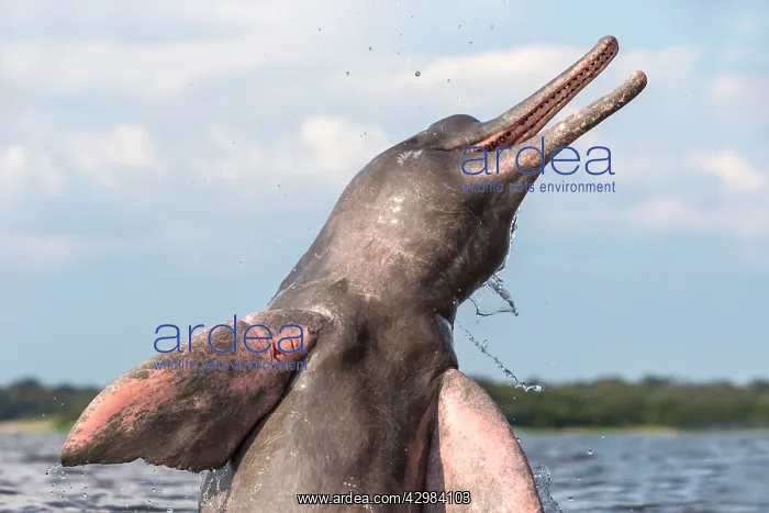 : Amazon / Pink River Dolphin / Boto : Amazon / Pink River Dolphin / Boto