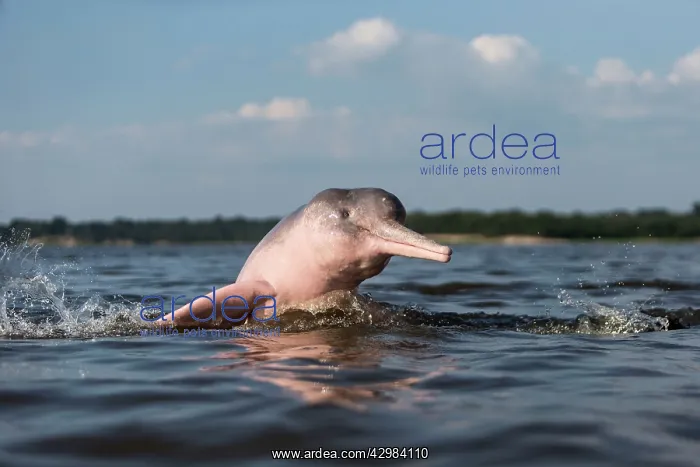: Amazon / Pink River Dolphin / Boto : Amazon / Pink River Dolphin / Boto