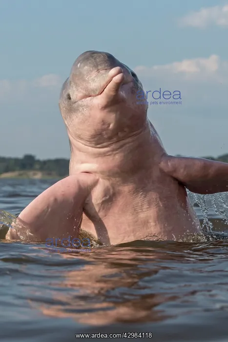 : Amazon / Pink River Dolphin / Boto : Amazon / Pink River Dolphin / Boto
