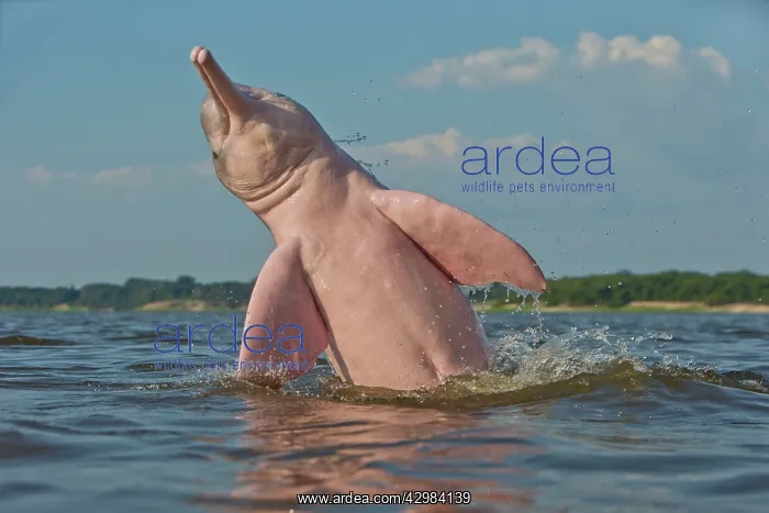 : Amazon / Pink River Dolphin / Boto : Amazon / Pink River Dolphin / Boto