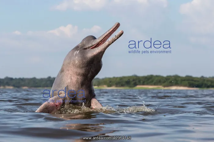 : Amazon / Pink River Dolphin / Boto : Amazon / Pink River Dolphin / Boto
