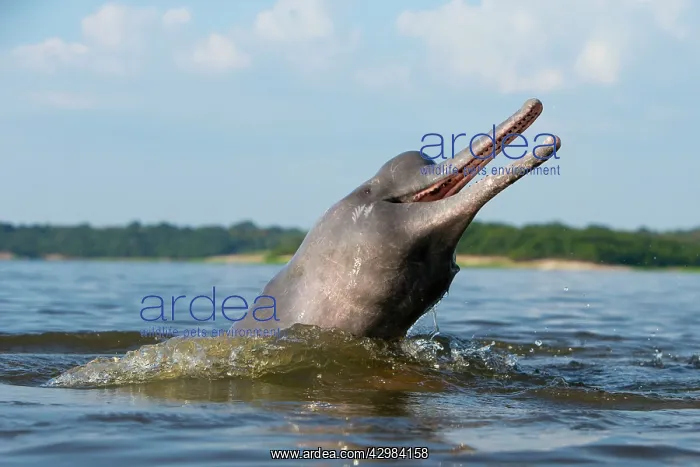 : Amazon / Pink River Dolphin / Boto : Amazon / Pink River Dolphin / Boto