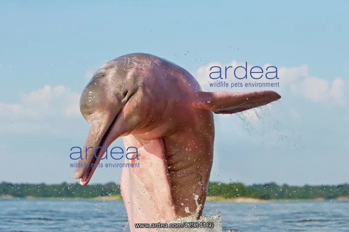 : Amazon / Pink River Dolphin / Boto : Amazon / Pink River Dolphin / Boto