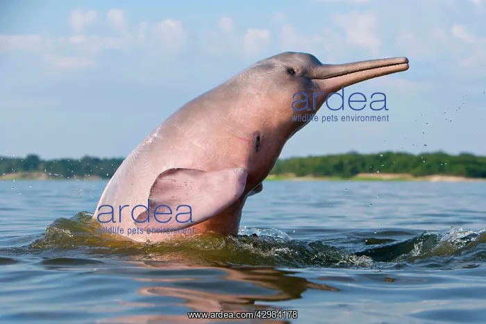 : Amazon / Pink River Dolphin / Boto : Amazon / Pink River Dolphin / Boto