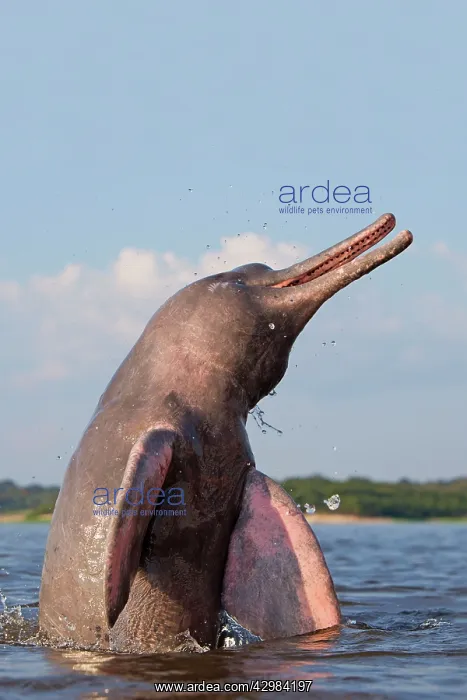 : Amazon / Pink River Dolphin / Boto : Amazon / Pink River Dolphin / Boto