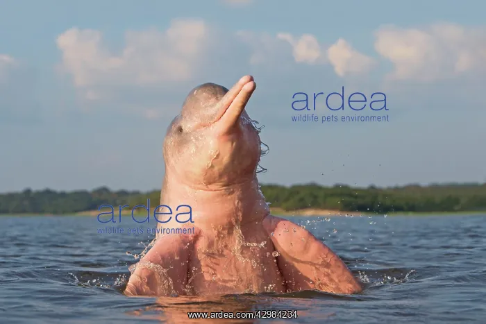 : Amazon / Pink River Dolphin / Boto : Amazon / Pink River Dolphin / Boto