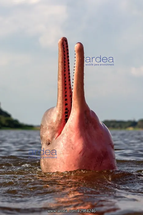  : Amazon  /  Pink River Dolphin  /  Boto