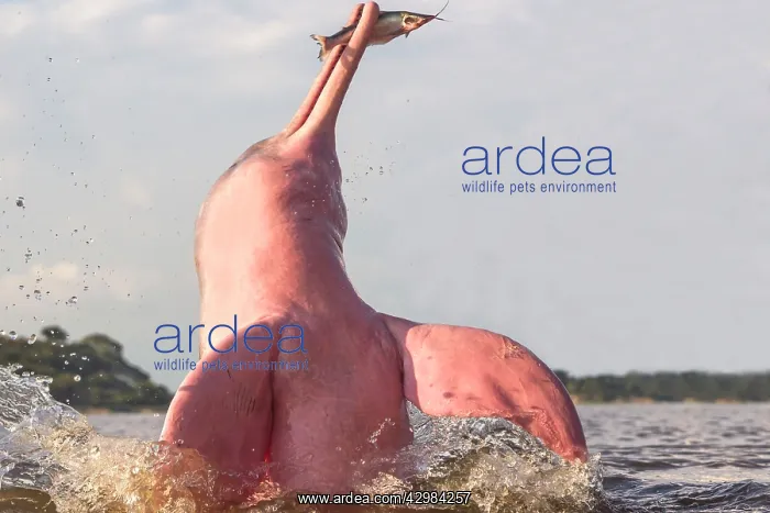 : Amazon / Pink River Dolphin / Boto : Amazon / Pink River Dolphin / Boto
