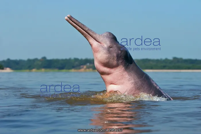 : Amazon / Pink River Dolphin / Boto : Amazon / Pink River Dolphin / Boto