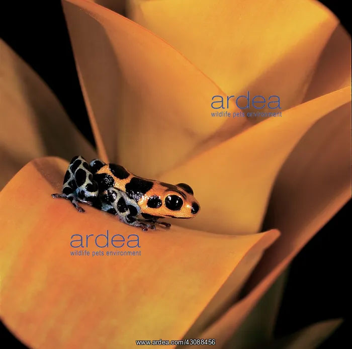 : Amazon Poison Arrow Frog : Amazon Poison Arrow Frog