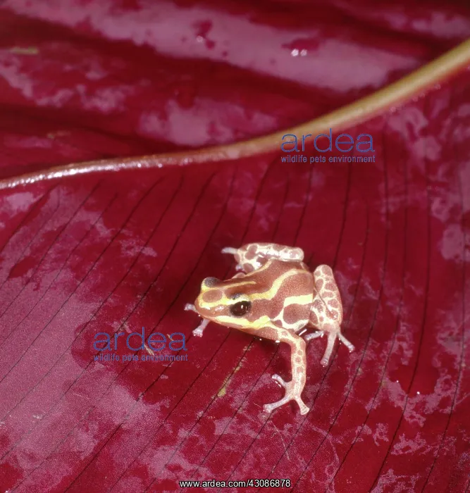 : Amazon Poison Dart Frog : Amazon Poison Dart Frog