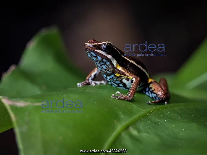 : Amazon Poison-frog (Ameerega altamazonica), morp : Amazon Poison-frog (Ameerega altamazonica), morp