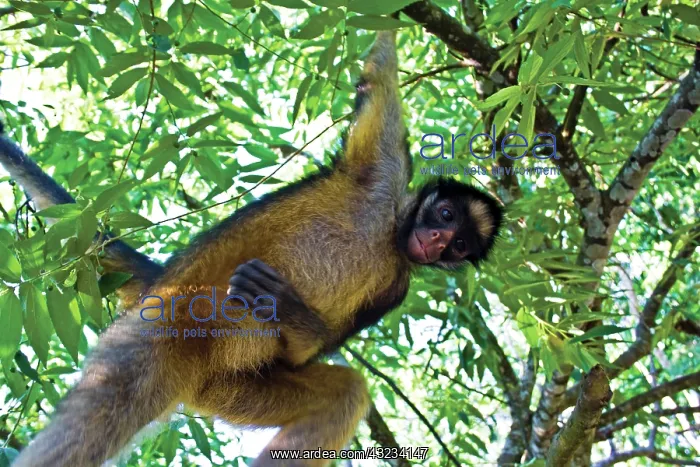 : Amazon Rainforest, A Brown Capuchin Monkey : Amazon Rainforest, A Brown Capuchin Monkey